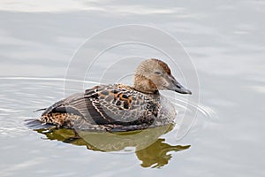 Female King Eider Somateria spectabilis Swimming