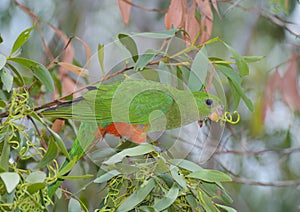 Female king parrot feeds photo