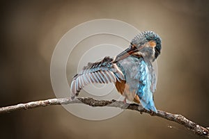 female kingfisher adjust feathers in quiet