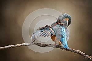 female kingfisher adjust feathers in quiet photo