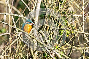 Female kingfisher Alcedo atthis perched on winter tree branches in St Albans, Hertfordshire, UK