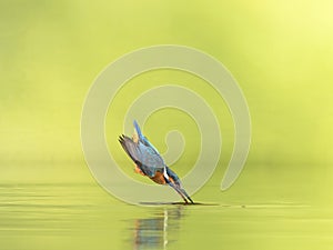 Female Kingfisher diving into the water