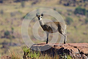 Female klipspringer