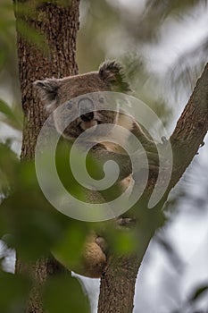 Female Koala sitting in the fork of a tree