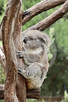 Female koala