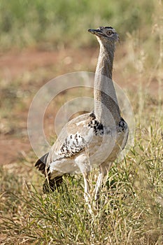 A Female Kori Bustard (Ardeotis kori)Tarangire, Tanzania