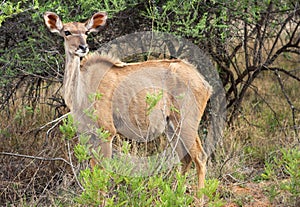 Female kudu