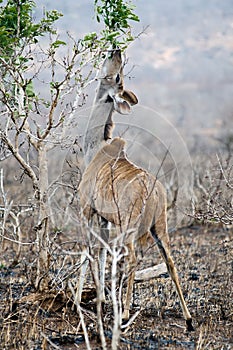 Female Kudu