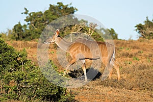 Female Kudu