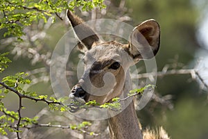 Female kudu