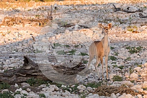 Female Kudu alone at waterhole