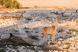 Female Kudu alone at waterhole