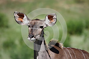 Female Kudu Antelope