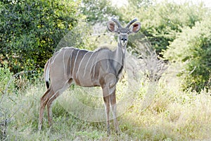 Female Kudu Antelope in African Bush