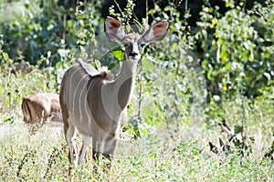 Female Kudu Antelope in African Bush