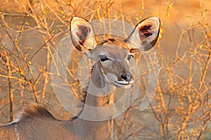 Female kudu antelope, Kruger National Park, South Africa