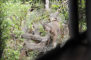 Female kudu antelopes grazing in the bush, Kruger National Park, South Africa.