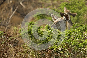 Female kudu browsing