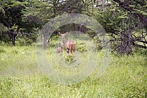 Female Kudu with calf