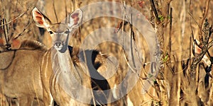 Female Kudu, Chobe National Park, Botswana