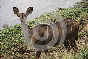 A female kudu grazing in the bush, Kruger National Park, South Africa.