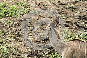 A female kudu grazing in the bush, Kruger National Park, South Africa.