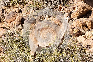 Female Kudu Hiding - Wildlife Park - Beaufort West