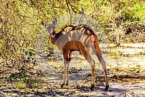 Female Kudu near Skukuza in Kruger National Park