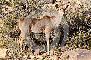 Female Kudu Standing - Wildlife Park - Beaufort West