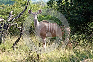 A female Kudu in a sunny patch