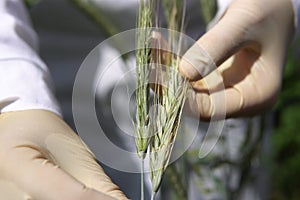 Female laboratory technician checks green ear of rye for fungal diseases