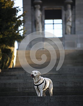 Female labrador dog