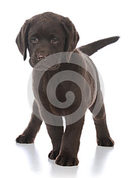 Female labrador retriever