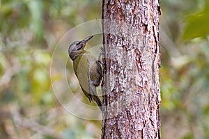 A female Laced Woodpecker(Picus vittatus) drilling pines for foo