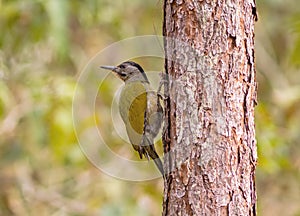 A female Laced Woodpecker(Picus vittatus) drilling pines for foo