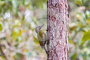 A female Laced WoodpeckerPicus vittatus drilling pines for food at Nam Nao national park ,Thailand