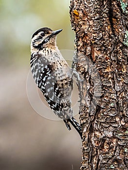 Female Ladder-Backed Woodpecker