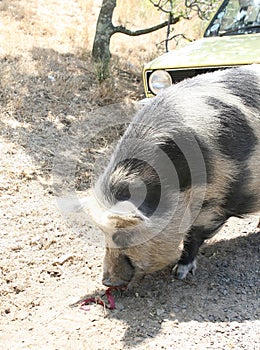 Female lady pig outdoors on a farm