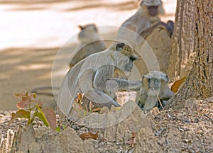 Female Langur Grooming her Baby