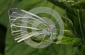 Female Large White Butterfly