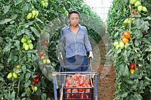 Female latino farmer puts red tomatoes in plastic box for sale photo