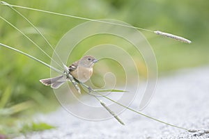 Female Lazuli bunting