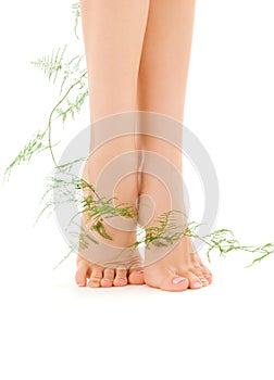 Female legs with green plant