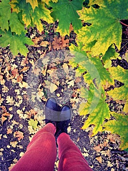 Female legs in pink jeans near maple tree with green leaves in the autumn forest. Top view