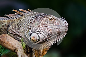 A female Leguan walking by