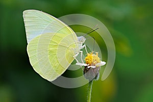 Male Lemon Emigrant butterfly gathering pollen on skyflower photo