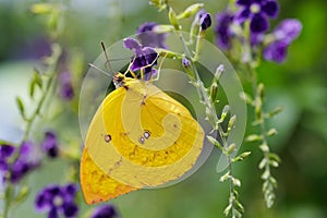 Female Lemon Emigrant butterfly gathering pollen on skyflower photo