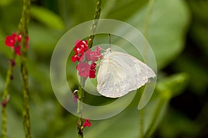 Female Lemon Emigrant Form-crocale butterfly