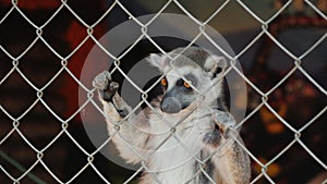 A female lemur with a cub on its back takes a treat through the net