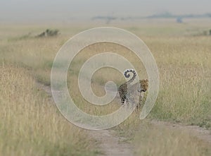 Female Leopard with Cub marking territory at Masai Mara